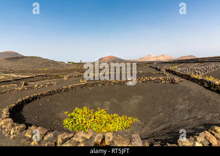 Espagne, Canaries, Lanzarote, La Geria, de la viticulture au paysage volcanique Banque D'Images