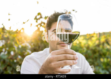 Italie, Toscane, Sienne, man vin rouge dans un vignoble au coucher du soleil Banque D'Images