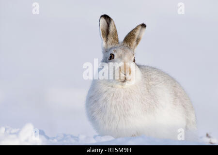 L'Écosse, lièvre, Lepus timidus Banque D'Images