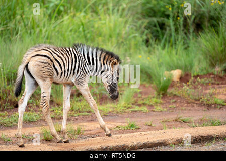 Un zèbre poulain environ une semaine dans l'Umgeni Valley Nature Reserve, kwa-Zulu Natal, Afrique du Sud. Banque D'Images