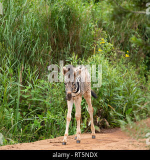 Un zèbre poulain environ une semaine dans l'Umgeni Valley Nature Reserve, kwa-Zulu Natal, Afrique du Sud. Banque D'Images