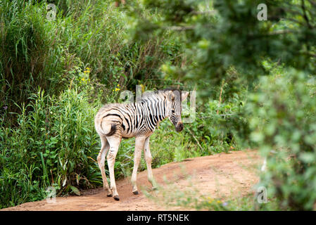 Un zèbre poulain environ une semaine dans l'Umgeni Valley Nature Reserve, kwa-Zulu Natal, Afrique du Sud. Banque D'Images