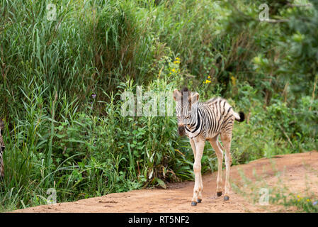 Un zèbre poulain environ une semaine dans l'Umgeni Valley Nature Reserve, kwa-Zulu Natal, Afrique du Sud. Banque D'Images