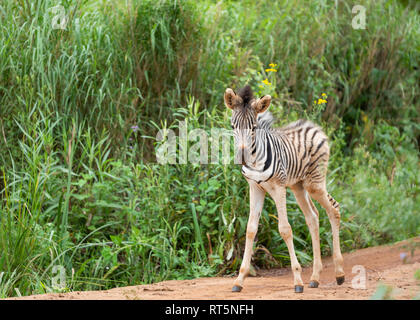 Un zèbre poulain environ une semaine dans l'Umgeni Valley Nature Reserve, kwa-Zulu Natal, Afrique du Sud. Banque D'Images