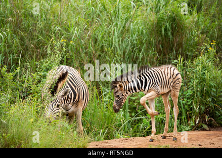 Un zèbre poulain environ une semaine, sous la protection de la mère, c'est dans la réserve naturelle de la vallée Umgeni, kwa-Zulu Natal, Afrique du Sud. Banque D'Images