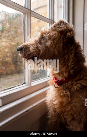 Un terrier irlandais assis dans une fenêtre wishfully, le soleil attraper le profil latéral du chien Banque D'Images