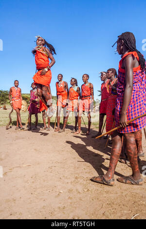 Le Masai Mara, Kenya, le 23 mai 2017 : les guerriers Masaï en costume traditionnel de sauter lors d'un rituel. Banque D'Images