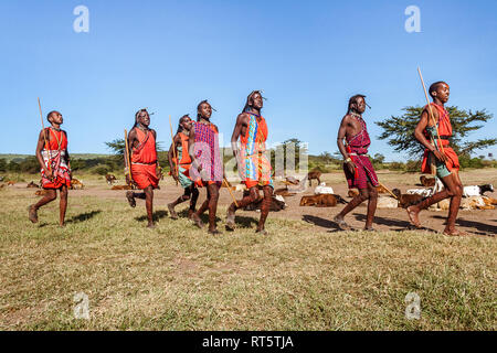 Le Masai Mara, Kenya, le 23 mai 2017 : les guerriers Masaï lors d'une cérémonie près de leur troupeau de chèvres Banque D'Images