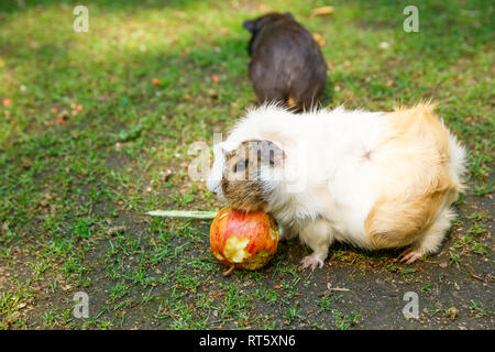 Les cochons de manger une pomme dans le jardin. Banque D'Images