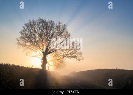 Arbres d'hiver et brouillard tôt le matin le long d'une route de campagne. Oxfordshire, Angleterre Banque D'Images