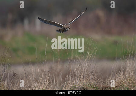 Owl-Asio flammeus Hibou plane. L'hiver. Uk Banque D'Images