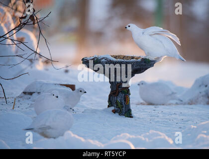 Lagopède se rassemblent autour d'une mangeoire à Yellowknife, Territoires du Nord-Ouest, Canada. Banque D'Images