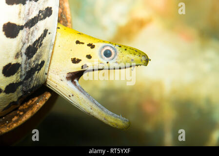 Gymnothorax favagineus Laced Moray () Banque D'Images