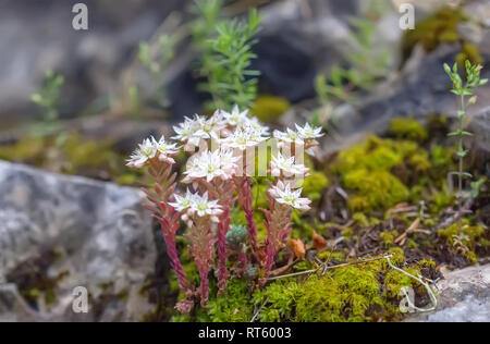 Fleurs de Sedum album. Floral background. Banque D'Images