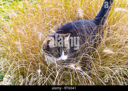 Jeune chat marcher dans les longues herbes séchées Banque D'Images
