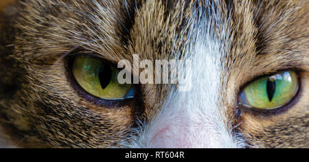 Extreme close-up des yeux verts d'un chat Banque D'Images