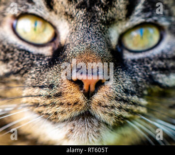 Plan Macro sur le visage d'un chat domestique avec l'accent sur le museau. Banque D'Images