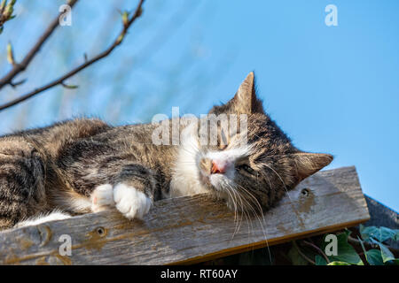 Jeune chat couché sur un toit en appentis dans le jardin et profiter de la chaleur du soleil Banque D'Images