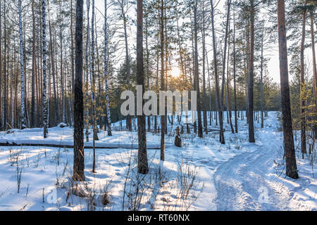 Les jeunes pins et bouleaux dans la forêt d'hiver éclairé par le soleil au coucher du soleil. Snowy Forest Road Banque D'Images