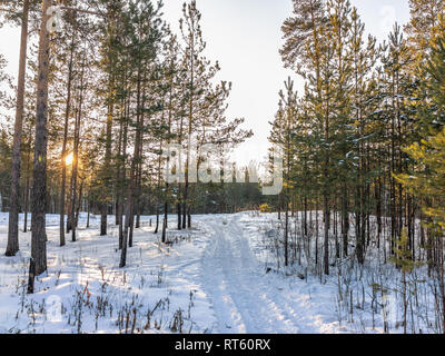 Les jeunes pins et bouleaux dans la forêt d'hiver éclairé par le soleil au coucher du soleil. Snowy Forest Road Banque D'Images