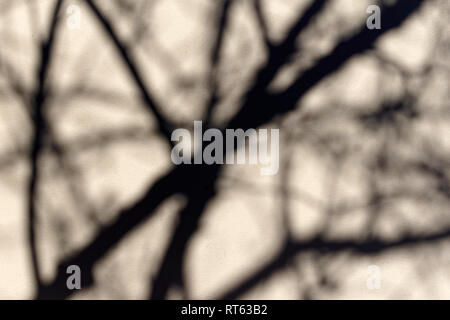 Les branches d'arbre noir complexe ombres projetées sur un mur blanc silhouette Banque D'Images