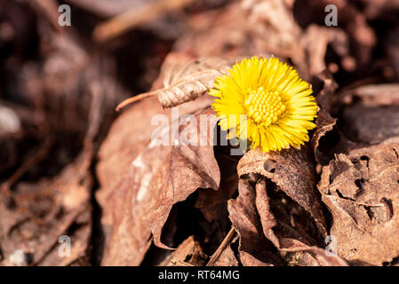 Tussilage, médicinales, fleurs au printemps .fleur jaune est passé de la pierre au début du printemps, au début du printemps de fleurs tussilage plus chaude de signalisation Banque D'Images