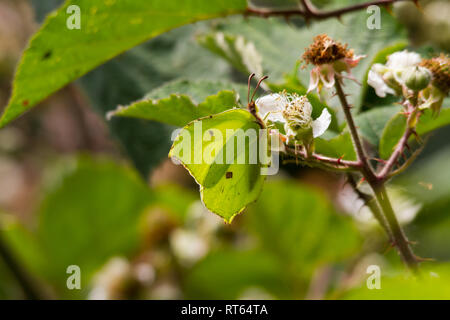 (Gonepteryx rhamni Brimstone Butterfly) se nourrissent d'une bramble bush. Banque D'Images