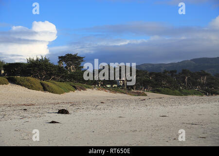 Plage, Carmel by the Sea, Cyprès de Lambert (Cupressus macrocarpa), arbres, l'océan Pacifique de la péninsule de Monterey, Californie, États-Unis Banque D'Images