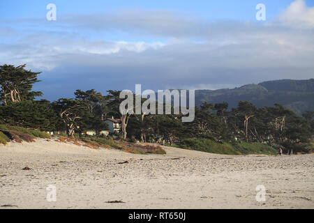 Plage, Carmel by the Sea, Cyprès de Lambert (Cupressus macrocarpa), arbres, l'océan Pacifique de la péninsule de Monterey, Californie, États-Unis Banque D'Images