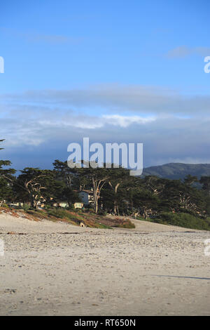 Plage, Carmel by the Sea, Cyprès de Lambert (Cupressus macrocarpa), arbres, l'océan Pacifique de la péninsule de Monterey, Californie, États-Unis Banque D'Images