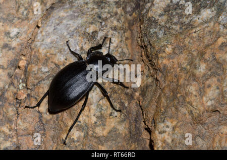 Darkling Beetle, Stenomorpha sp. Banque D'Images