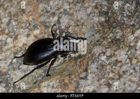 Darkling Beetle, Stenomorpha sp. Banque D'Images