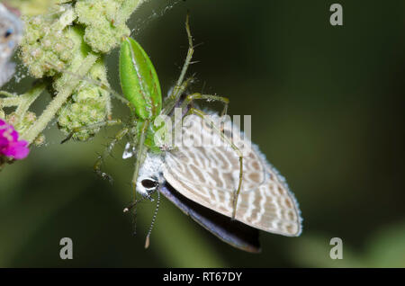 Araignée Lynx, Peucetia sp., l'alimentation sur les saisies, Bleu Marine Leptotes marina, sur Scarlet Spiderling, Boerhavia coccinea Banque D'Images