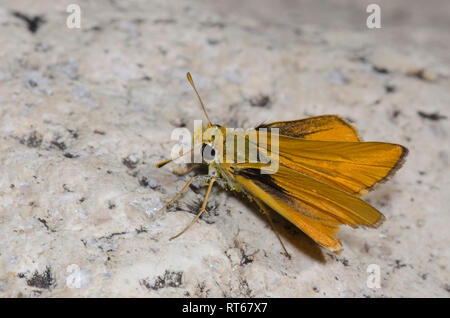 Skipperling orange, Oarisma aurantiaca Banque D'Images