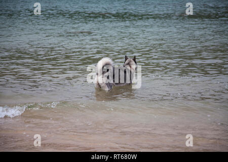 Husky de Sibérie bénéficiant d'être dans la mer calme sur une plage à Salcombe, Devon, Angleterre dans l'été. Banque D'Images