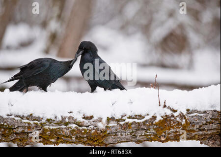 Le grand corbeau (Corvus corax) 'kissing' dans le cadre de parade nuptiale Banque D'Images