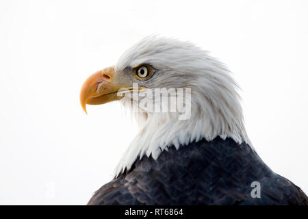 Pygargue à tête blanche (Haliaeetus leucocephalus) portrait, Alaska Chilkat Bald Eagle Preserve, Haines, Alaska Banque D'Images