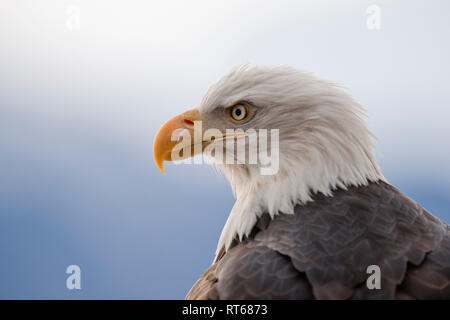 Pygargue à tête blanche (Haliaeetus leucocephalus) portrait, Alaska Chilkat Bald Eagle Preserve, Haines, Alaska Banque D'Images