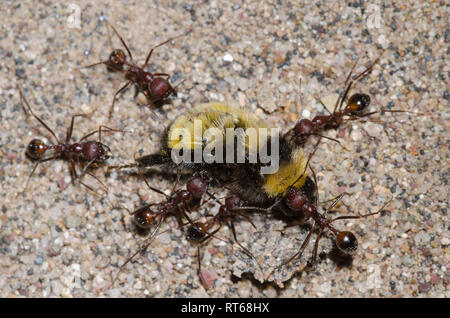 Novomessor albisetosus, fourmis, halage de bourdons Sonoran, Bombus sonorus Banque D'Images