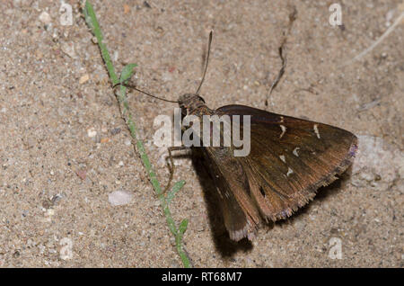 Nord Cloudywing, Cecropterus pylades, femelle Banque D'Images