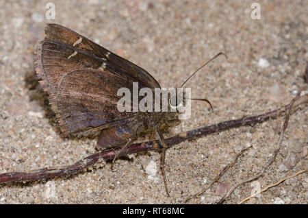 Nord Cloudywing, Cecropterus pylades, femelle Banque D'Images