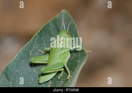 Sauterelle Brachystola plaines Lubber, Magna, nymphe Banque D'Images