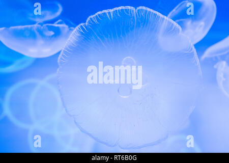 Les petites méduses dans un aquarium décoratif avec rétroéclairage bleu. Banque D'Images