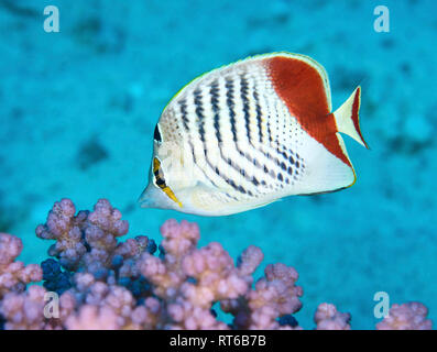 Papillons Redback, Mer Rouge, Egypte. Banque D'Images