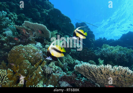 Bannerfish, Mer Rouge, Egypte. Banque D'Images