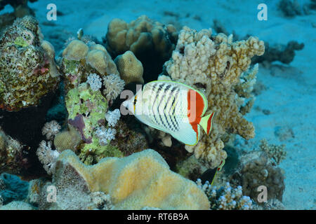 Papillons Redback, Mer Rouge, Egypte. Banque D'Images