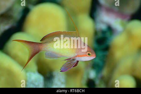 Anthias poisson, Mer Rouge, Egypte. Banque D'Images