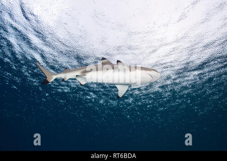 Blacktip reef shark, Yap, Micronésie. Banque D'Images