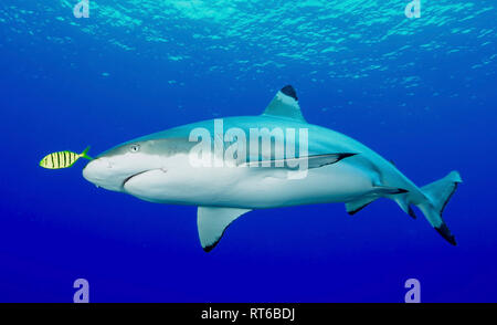 Blacktip reef shark, Yap, Micronésie. Banque D'Images