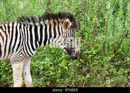 Un zèbre poulain environ une semaine dans l'Umgeni Valley Nature Reserve, kwa-Zulu Natal, Afrique du Sud. Banque D'Images